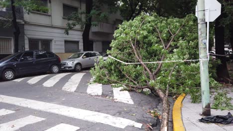 Fallen-Trees-after-Rainfall-Damage,-Severe-Winds-in-Buenos-Aires-City-Argentina