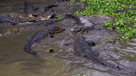 Krokodile-Schwimmen-Im-Schlammigen-Teich-In-Der-Seepocken-Krokodilfarm,-Indonesien-–-Handaufnahme