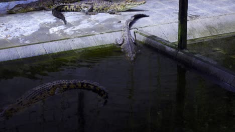 Crocodiles-In-The-Pond-At-Barnacles-Crocodile-Farm-In-Indonesia---High-Angle