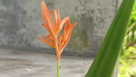 Closeup-Shot-Of-Heliconia-Psittacorum-Variegated-Leaf