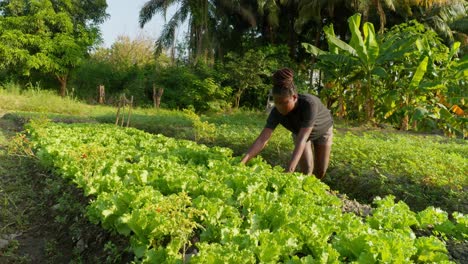 Junge-Afrikanische-Bäuerin,-Die-Auf-Einer-Salatplantage-In-Afrika-Arbeitet,-überprüft-Die-Qualität-Der-Pflanze-Vor-Der-Ernte-Und-Verkauft-Sie-Auf-Dem-Lokalen-Markt