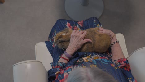 Slow-motion-shot-of-a-senior-woman-stroking-a-bunny-on-her-lap-as-a-therapy-pet