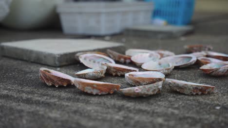 Japanische-Abalone-Muscheln-„Awabi“-Nach-Der-Reinigung-An-Docks