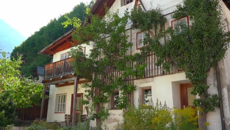 Tree-Grows-Near-the-Wall-of-Hallstatt-Village-House
