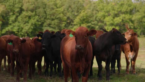 Herd-of-black-and-brown-cattle-head-on-in-slow-motion-on-grass-land-in-American-farm