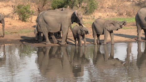 Eine-Elefantenherde-An-Einem-Wasserloch-Stillt-Ihren-Durst-Und-Spiegelt-Sich-In-Der-Wasseroberfläche