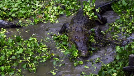 Saltwater-Crocodile-Walking-In-The-Shallow-River-With-Aquatic-Plants-At-Barnacles-Crocodile-Farm,-Indonesia
