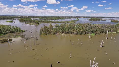 Aerial-approaching-a-lush-and-treed-island-over-the-top-of-dead-trees-in-Lake-Mulwala,-NSW,-Australia