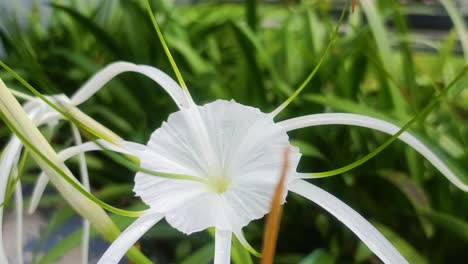 a-white-flower-with-a-green-leaf