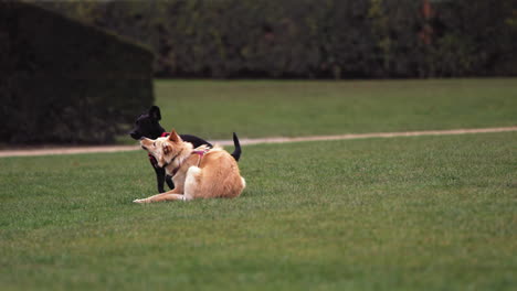 Slow-motion-footage-of-a-golden-dog-playing-with-a-black-dog-on-the-grass-in-front-of-the-Louvre-Museum-in-Paris,-France