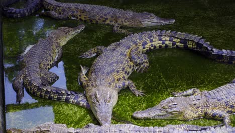 Float-Of-Saltwater-Crocodiles-Sleeping-In-The-Shallow-Water-At-Barnacles-Crocodile-Farm