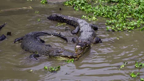 Seepocken-Krokodilfarm-–-Krokodile-Schwimmen-Im-Trüben-Wasser-Mit-Wasserpflanzen