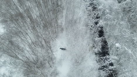 Toma-Aérea-De-Seguimiento-A-Vista-De-Pájaro-De-Alces-Caminando-En-Nieve-Profunda-En-Un-Bosque-Invernal