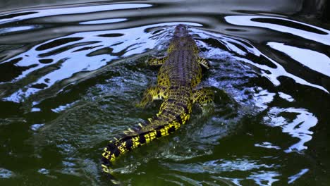 Crocodile-In-The-Water---Barnacles-Crocodile-Farm,-Indonesia---Close-Up