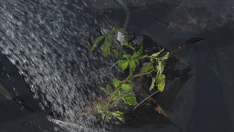 Bewässerung-Von-Tomatensämlingen-Mit-Schwarzem-Plastikmulch-Im-Gemüsegarten