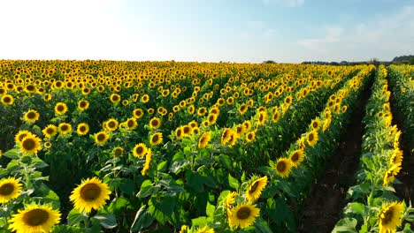 Sunflower-field-in-bloom-during-late-summer-sunset