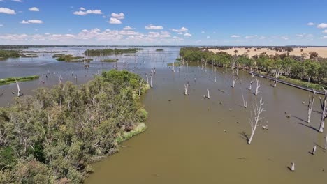 Aerial-swinging-around-over-dead-trees-and-heading-to-the-islands-in-Lake-Mulwala,-NSW,-Australia