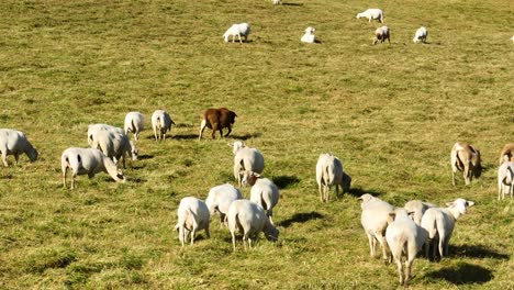 Sheep-grazing-in-brown-grass-pasture-in-USA