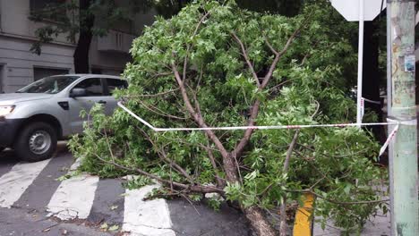 Umgestürzter-Baum-In-Den-Straßen-Der-Argentinischen-Stadt-Buenos-Aires-Nach-Sturmschäden