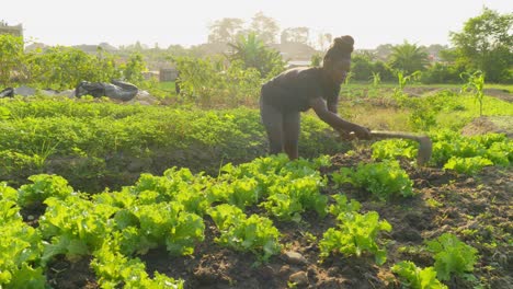 black-female-African-farmer-shaping-the-soil-using-a-hoe-in-a-farm-plantation-in-africa-while-growing-food-during-big-financial-crisis