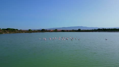 Aerial-drone-forward-moving-shot-of-pink-flamingos-standing-in-water-at-Stagno-di-Sa-Perda-Bianca,-Cagliari,-Sardinia,-Italy-at-daytime