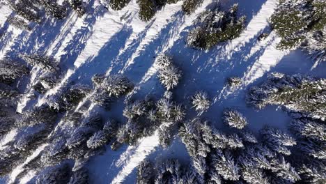 Drop-down-view-of-dense-spruce-tree-forest-covered-in-snow,-Amden-Switzerland