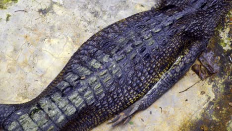 Crocodile-Lies-On-The-Ground-In-Barnacles-Crocodile-Farm,-Indonesia---High-Angle,-Close-Up