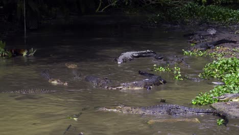 Krokodile-Im-Schlammigen-Wasser,-Seepocken-Krokodilfarm-In-Indonesien-–-Weitwinkelaufnahme