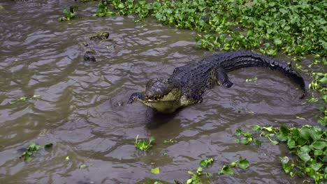 Crocodiles-In-Muddy-Water,-Barnacles-Crocodile-Farm,-Indonesia---Handheld-Shot