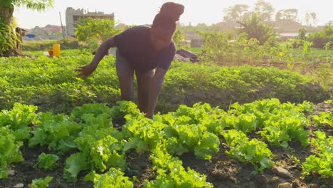 Junge-Schwarze-Bäuerin,-Die-In-Afrika-Auf-Der-Plantage-Für-Den-Salatanbau-Arbeitet