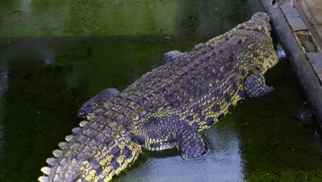 Saltwater-Crocodile-In-The-Water-With-Green-Algae-At-Barnacles-Crocodile-Farm-In-Teritip,-Balikpapan,-Indonesia