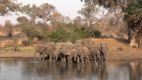 Una-Gran-Manada-De-Elefantes-Bebiendo-En-Un-Abrevadero