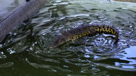 Juvenile-Saltwater-Crocodile-Swimming-In-The-Shallow-Water-At-Barnacles-Crocodile-Farm-In-Teritip,-Balikpapan,-Indonesia