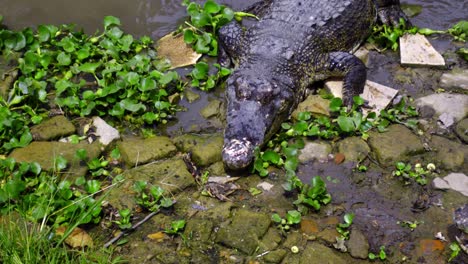 Krokodil-Steigt-Nach-Dem-Schwimmen-Auf-Der-Seepocken-Krokodilfarm-In-Balikpapan,-Indonesien,-Aus-Dem-Wasser
