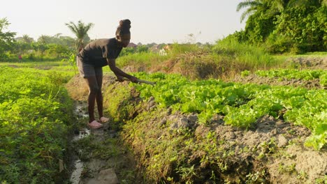 black-female-farmer-shaping-the-land-using-hoe-while-working-in-a-farm-plantation-in-Africa