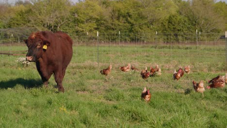 Large-brown-bull-grazes-next-to-chickens-on-grass-farmland-in-slow-motion