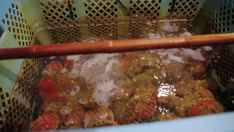 Scallops-in-Live-Tank-at-Fish-Market