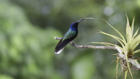 White-necked-Jacobin-male-perched-on-twig,-sticking-out-tongue,-slowmotion