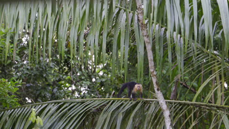 Panamanian-white-faced-capuchin-young,-walking-over-a-branch-and-looking-at-camera,-slowmotion