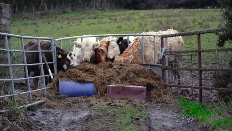 Herd-of-cows-eating-hay-outdoors-in-a-meadow