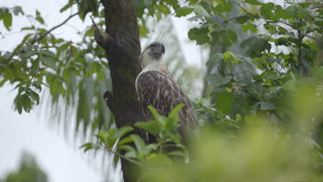Philippinischer-Adler-Im-Vogelparadies-In-Mandai,-Singapur