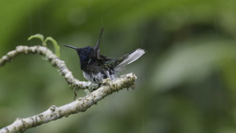White-necked-Jacobin-male-perched-on-twig,-showering-in-the-rain