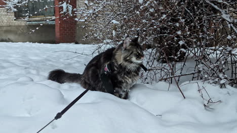 A-house-cat-on-a-leash-in-the-snow-covered-garden
