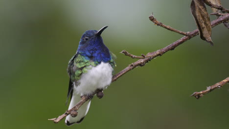 White-necked-Jacobin--male-perched-on-twig