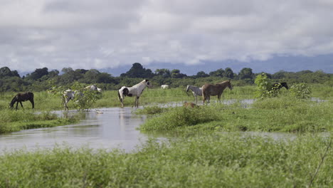 Herd-of-Horses-in-the-Caño-Negro-wetlands,-Costa-Rica