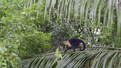 Panamanian-white-faced-capuchin-young,-walking-over-a-branch-with-a-fruit-in-his-hand,-and-looking-at-camera,-slowmotion