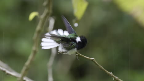 White-necked-Jacobin-male-perched-on-twig,-showering-in-the-rain