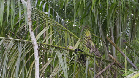 Panamaischer-Kapuziner-Mit-Weißem-Gesicht-Springt-Auf-Einen-Ast-Mit-Früchten-Im-Mund,-Zeitlupe