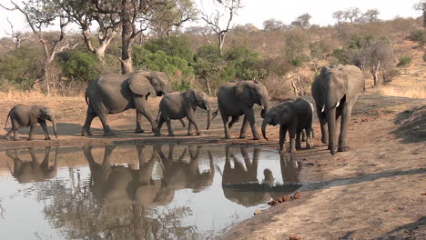 A-herd-of-elephants-gracefully-walks-past-a-waterhole,-reflections-visible-in-the-water