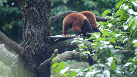 Red-Ruffed-Lemur-fighting-at-the-Singapore-Zoo-in-Mandai,-Singapore